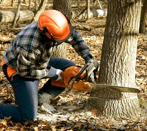 Tree Removal in Riga, MI